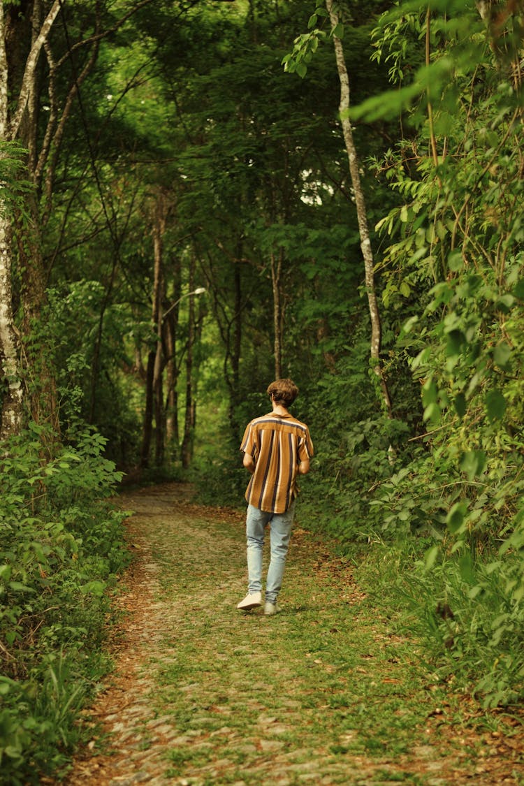 Man On Footpath In Forest