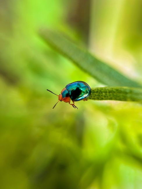 Fotomural Primer plano de un escarabajo iridiscente en una hoja verde, capturado en São Bernardo do Campo, Brasil.