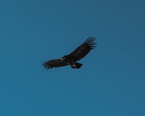 Free stock photo of condor