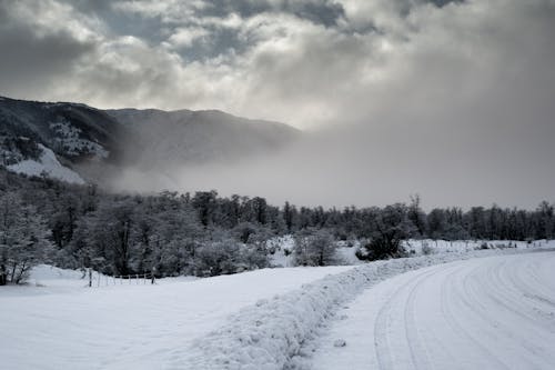 コールド, 冬, 木の無料の写真素材