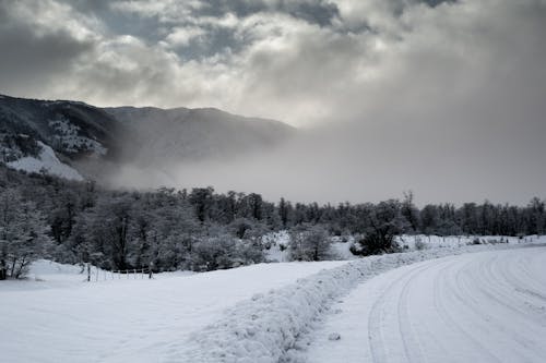 Road and Trees in Snow near