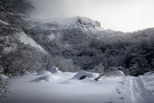 Trees under Hill in Winter