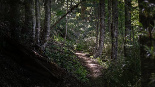Free stock photo of footpath, forest trail, mountain trail