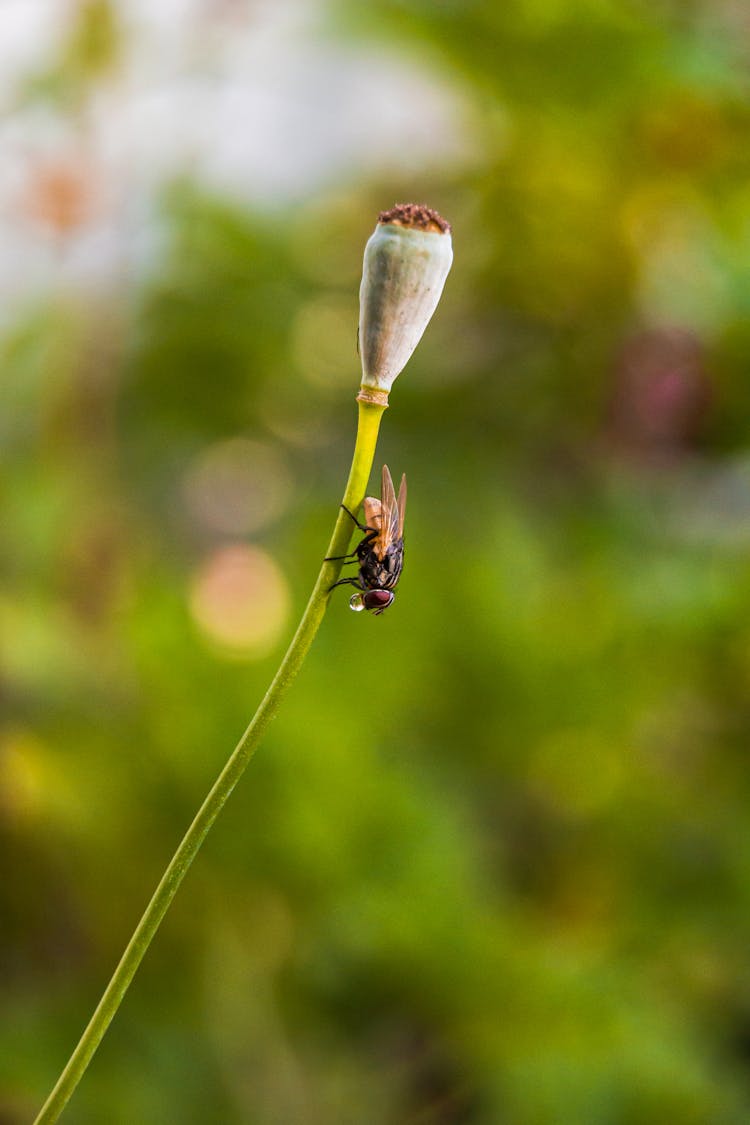 Fly On Flower Stem