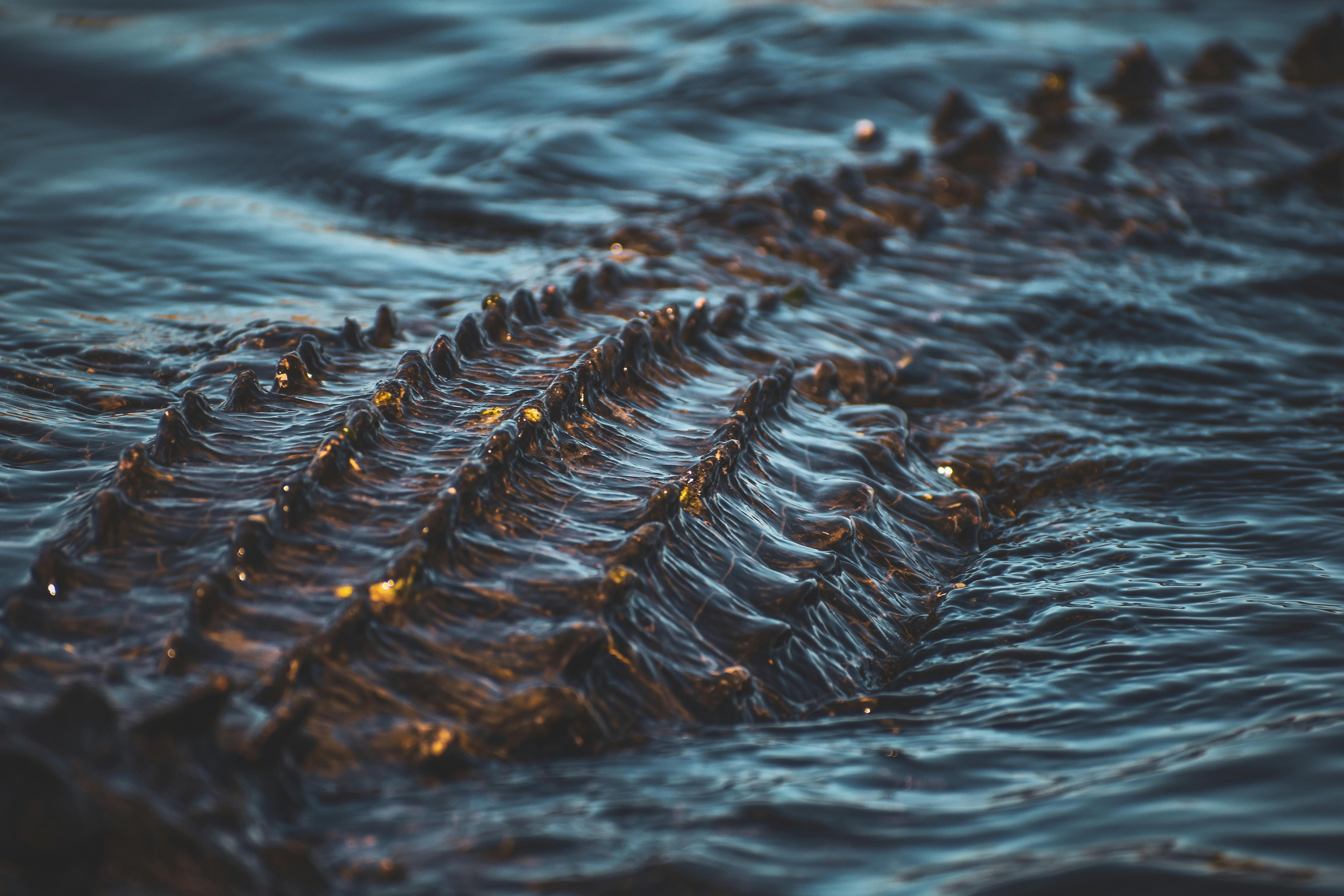 Close-up of a Crocodile Back Emerging from the Water