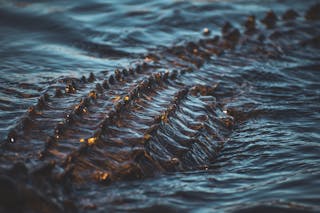 Black Crocodile on Body of Water