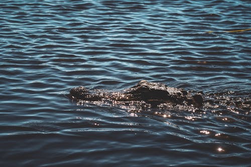 Free stock photo of above water, alligator, alligators