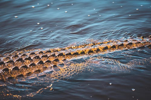 Close-Up Shot of an Alligator in the Water