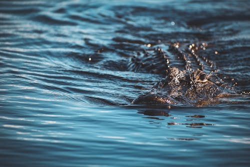 Kostenloses Stock Foto zu alligator, baden, krokodil