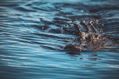 Foto d'estoc gratuïta de aigua, animal, caiman