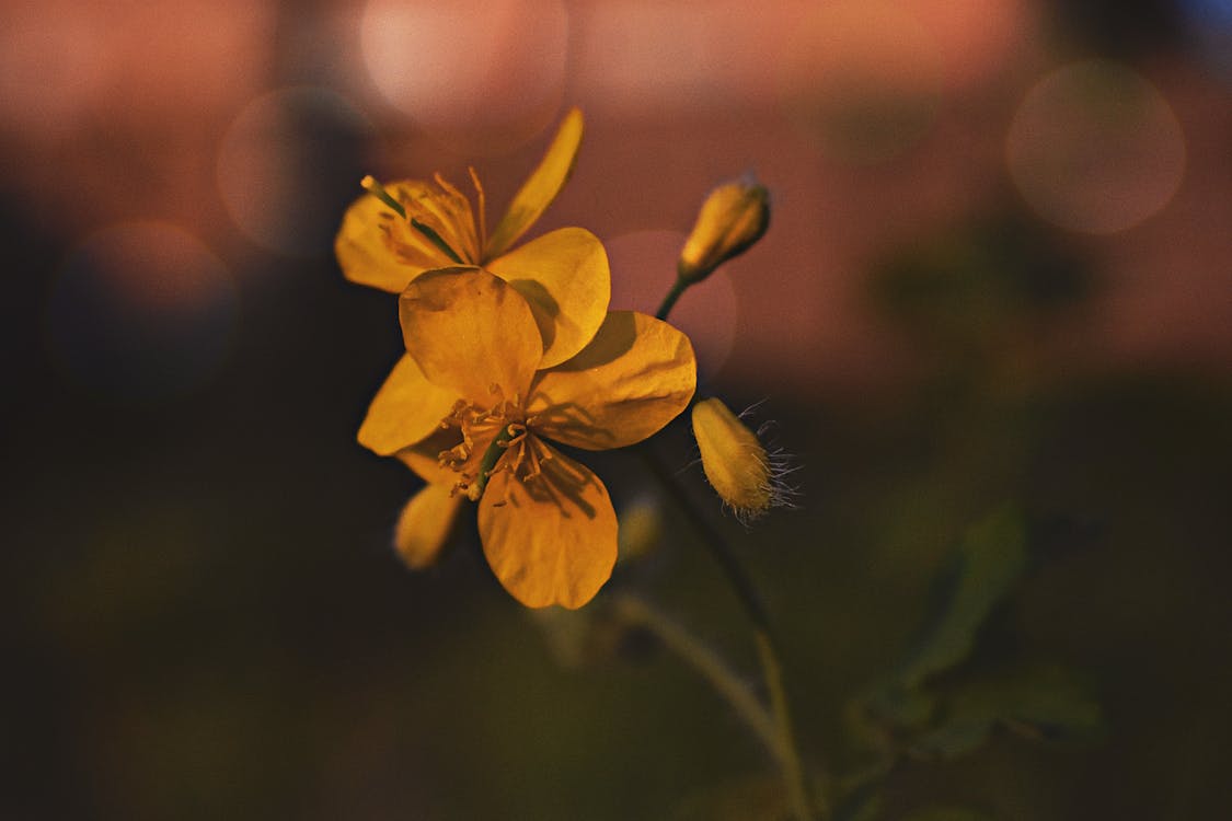 Yellow Evening Primroses Close-up Photography