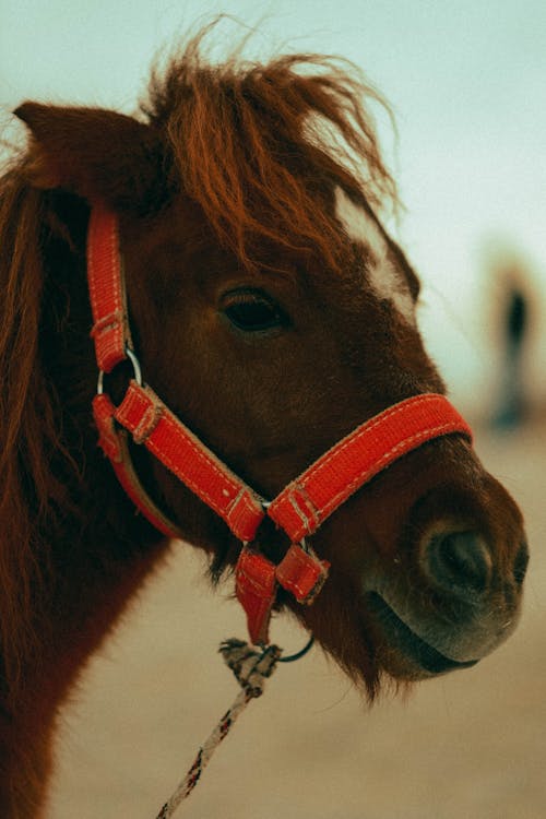 bezplatná Základová fotografie zdarma na téma detail, fotografování zvířat, hnědý kůň Základová fotografie