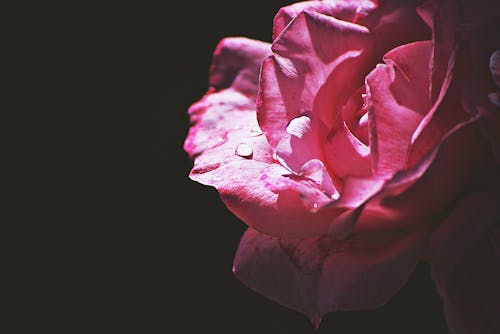 粉红玫瑰花朵的特写照片