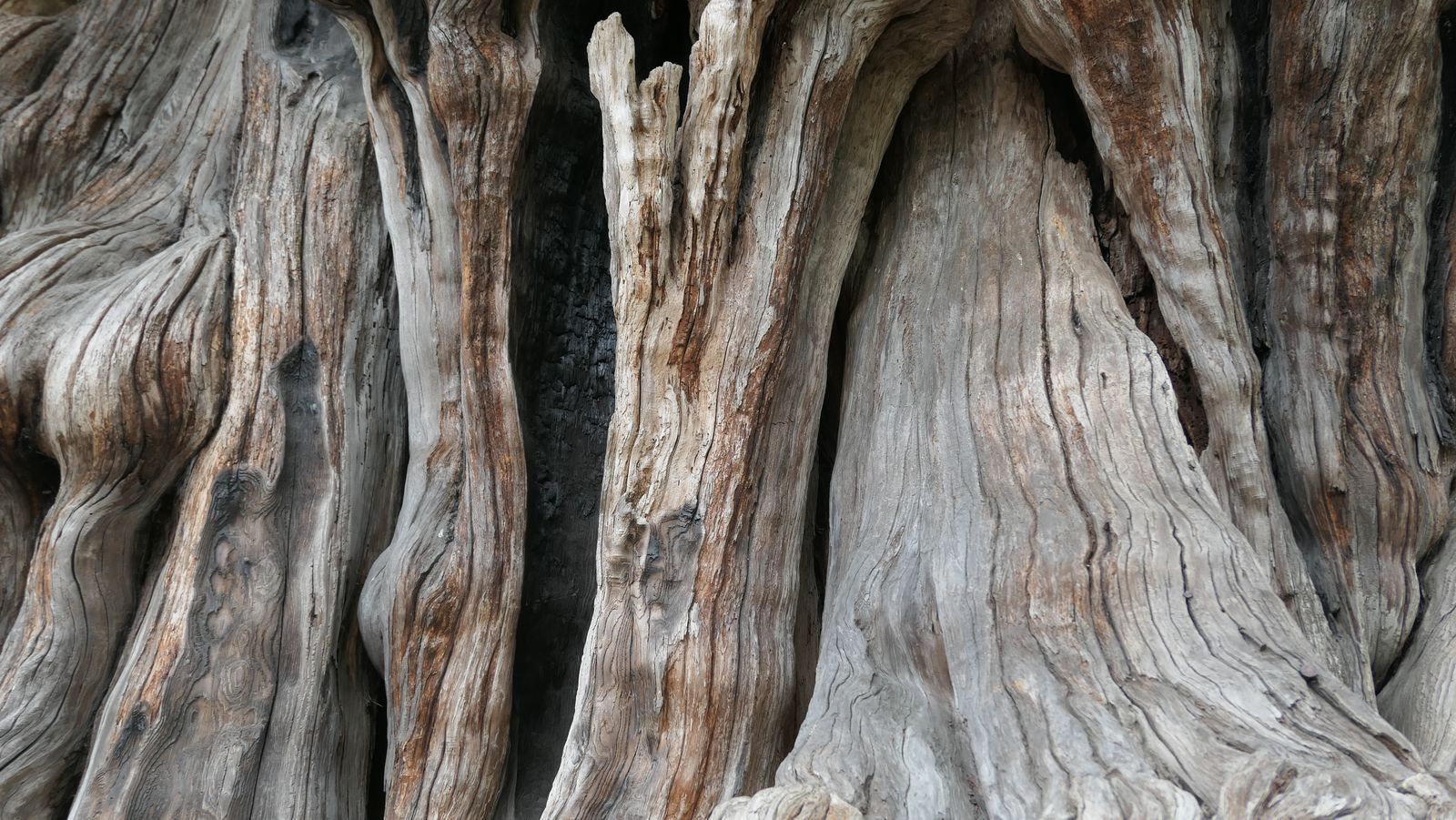 Detailed close-up of aged, textured tree bark displaying natural patterns and earthy tones.