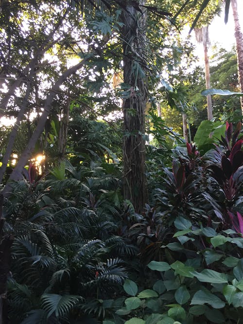 Ingyenes stockfotó dzsungel, esőerdő, fa témában