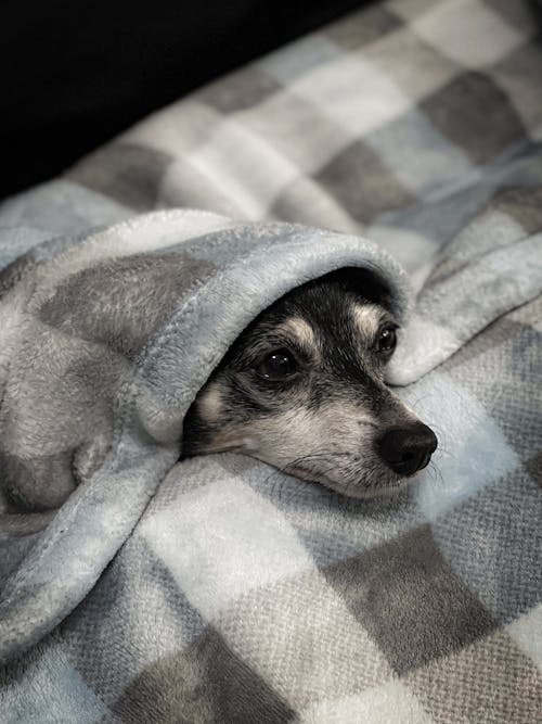 Cute Dog Lying Under a Checkered Blanket