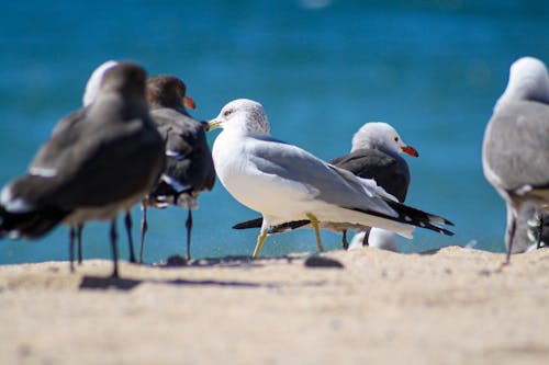 Pájaros en la playa