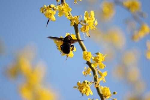 Foto profissional grátis de abelha, flor, natureza