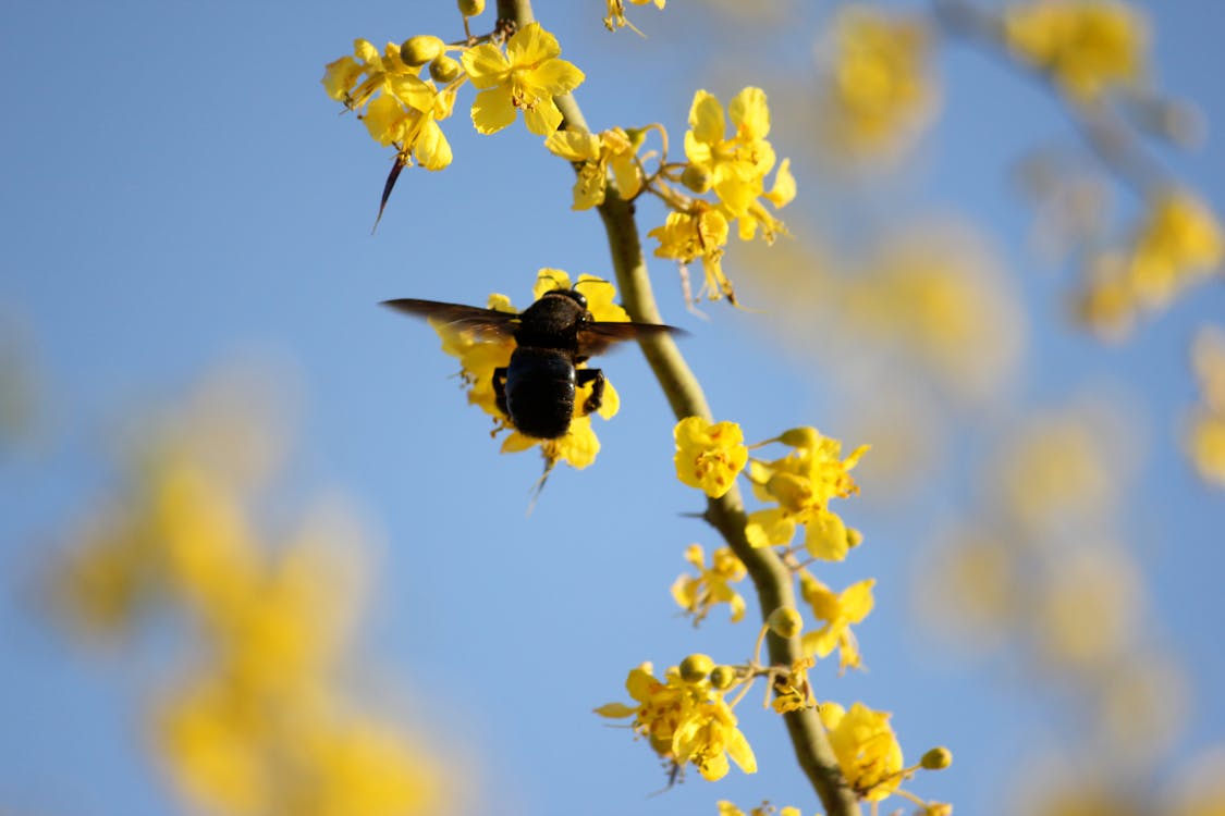 Abeja y flores