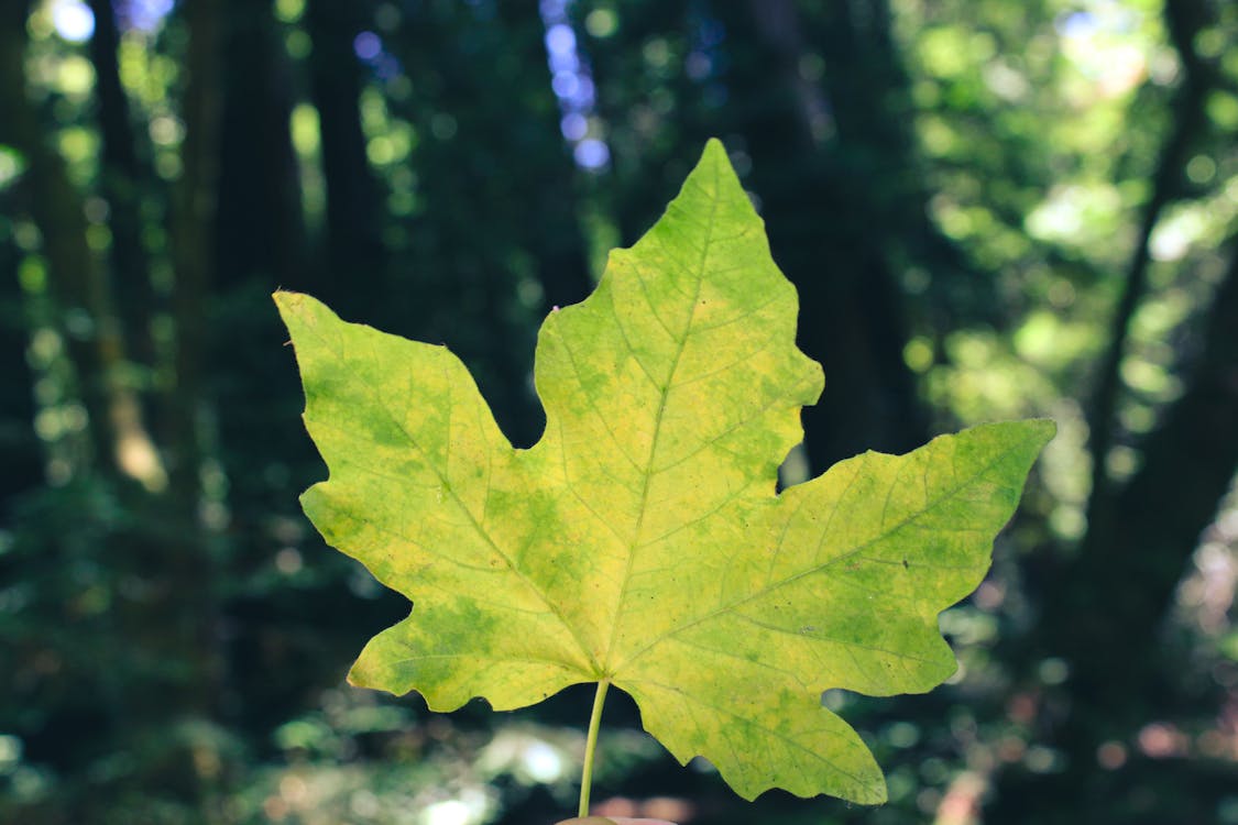 Hoja otoño