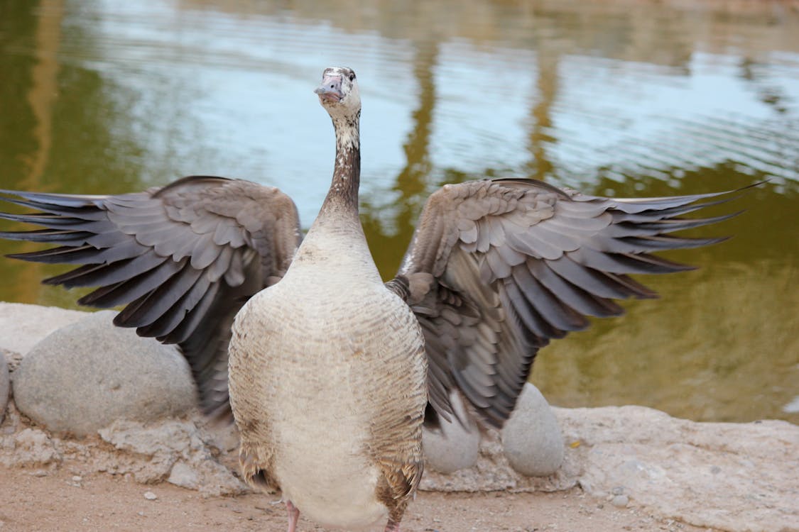 Goose Standing Beside a Pond
