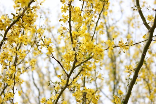 꽃, 나무, 셀렉티브 포커스의 무료 스톡 사진