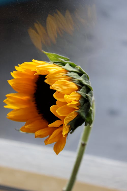 A Blooming Sunflower