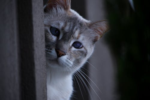 A Close-up Shot of a Cute Cat Peeking