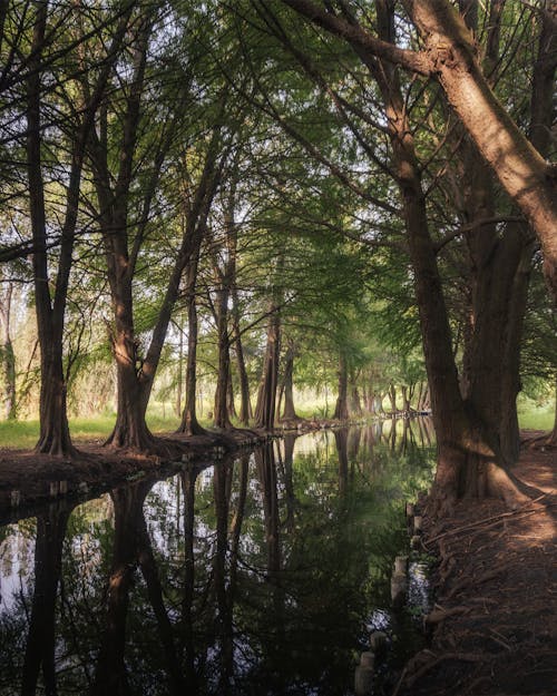 Безкоштовне стокове фото на тему «відображення води, вода, зелені дерева»