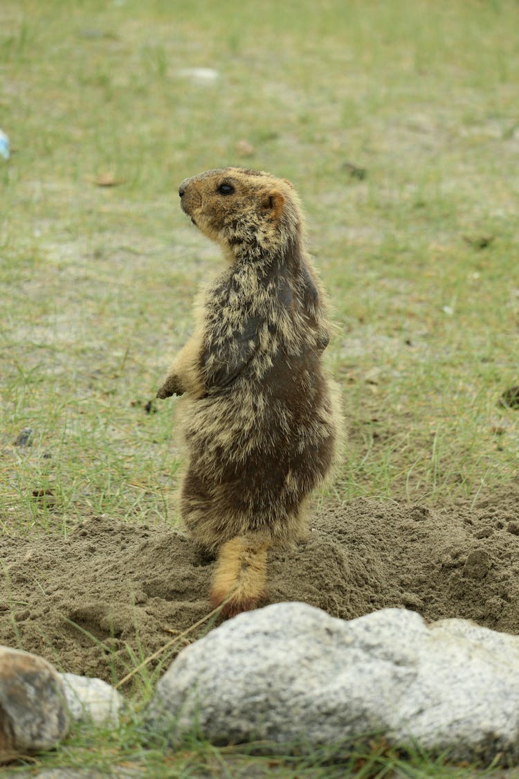 Himalayan Marmot Standing On The Grass