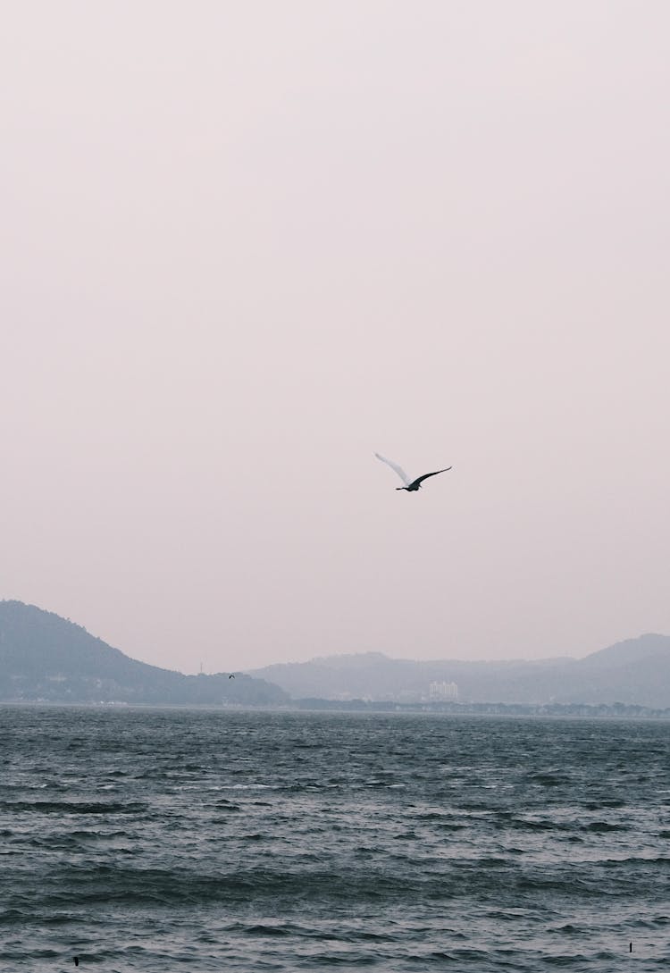 A Bird Flying Over The Sea