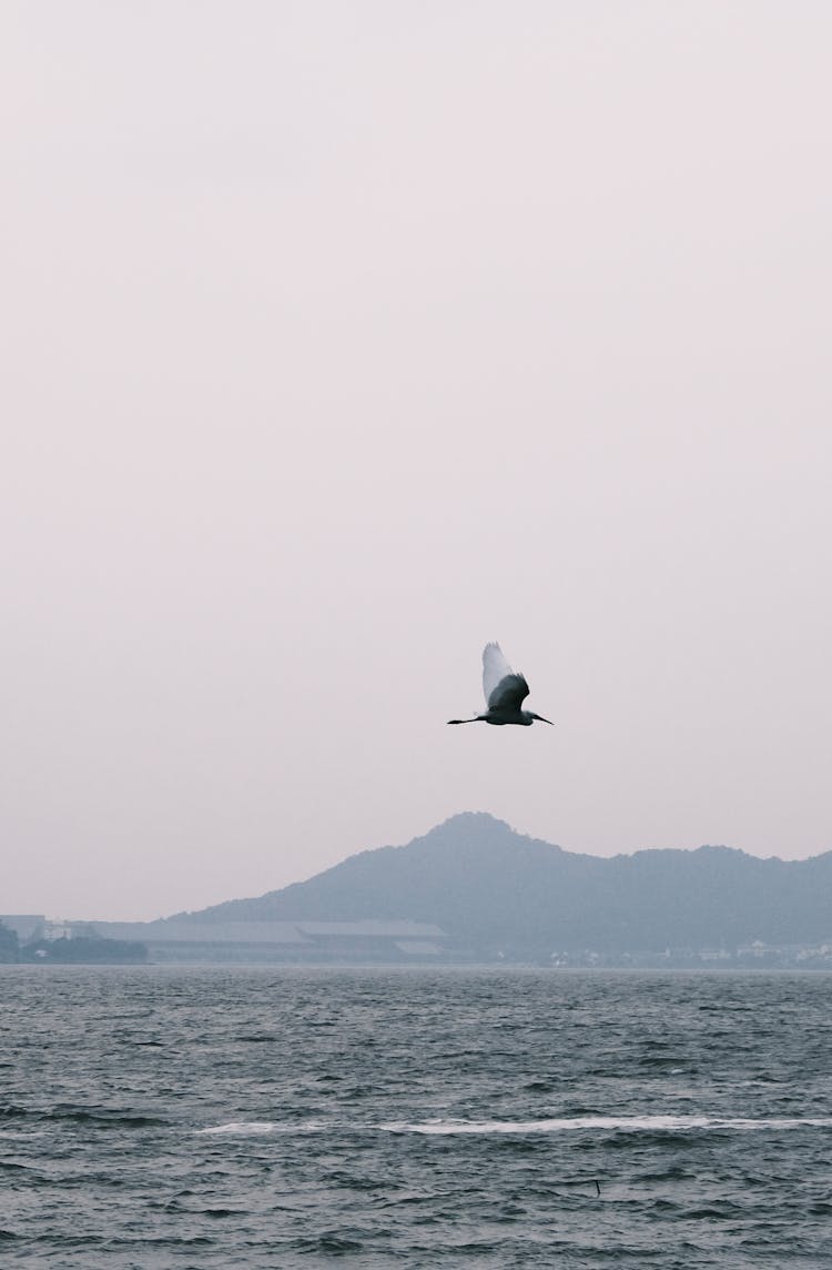 A Bird Flying Over The Sea