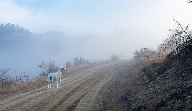 A Greyhound Dog On Dirt Road