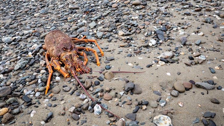 Crab At Beach