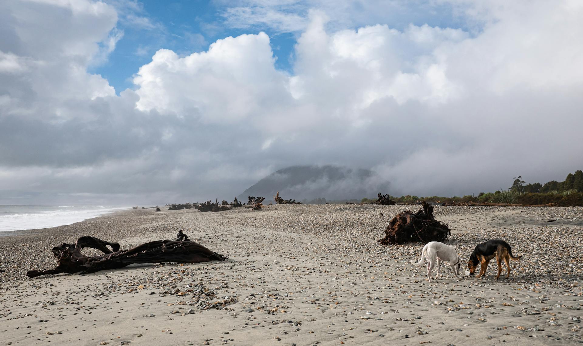 Two Dogs on the Seashore