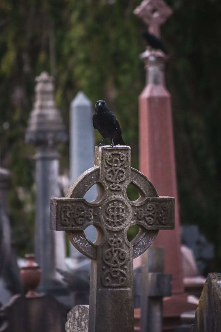 Black Bird Perched On Cross