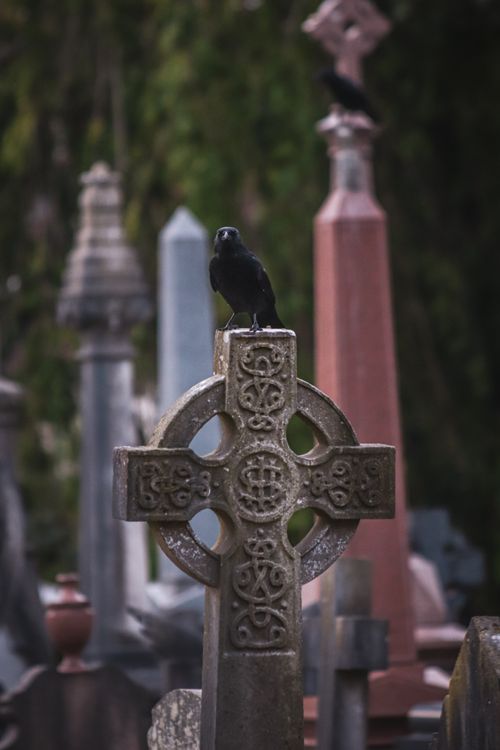 Free A black raven perched on an ornate Celtic cross in a serene cemetery setting. Stock Photo