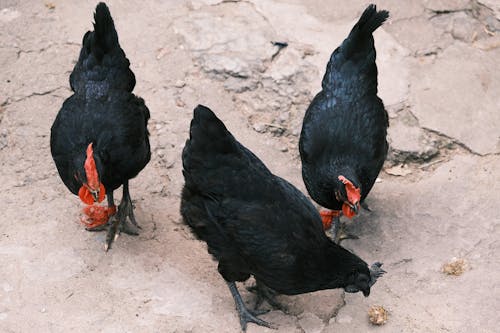 Photograph of Black Chickens