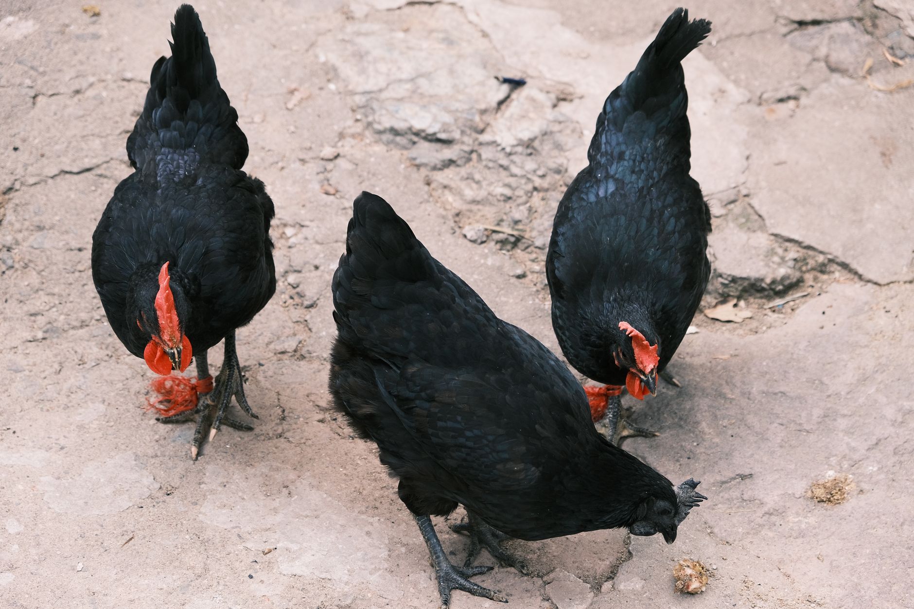 Three black chickens with red combs pecking at the ground on a farm.