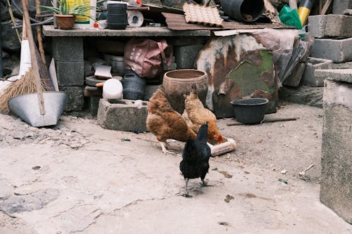 Gratis stockfoto met boerderij, dorp, dorpen