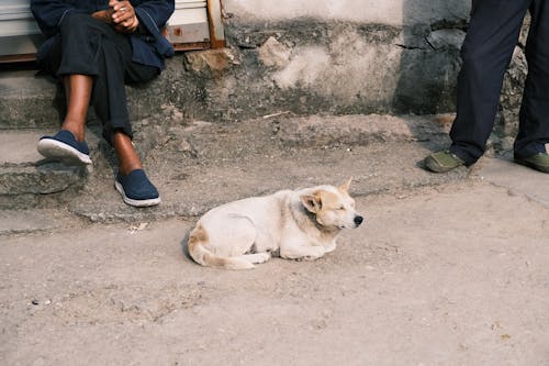 Photos gratuites de canin, chien, moulu