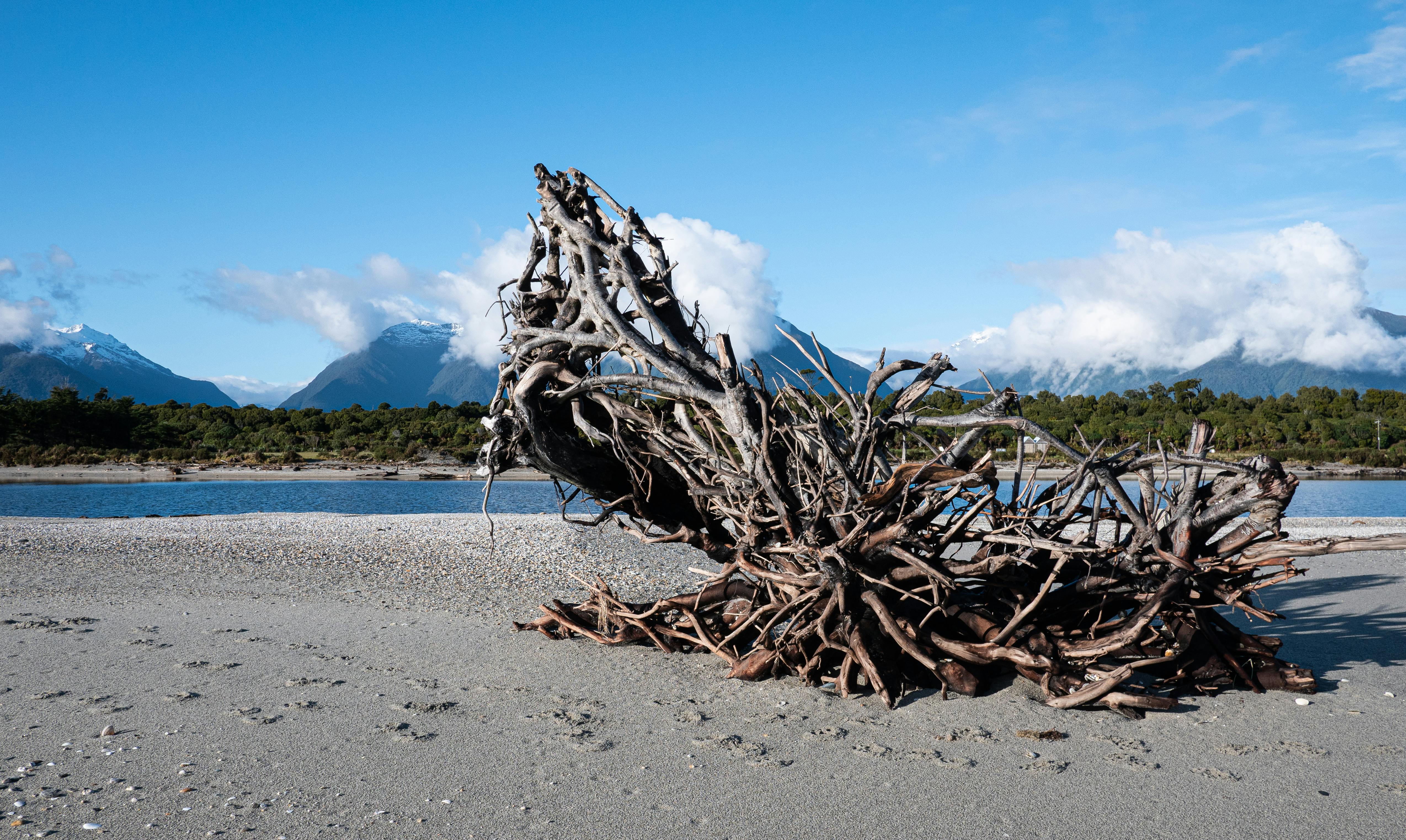 bois flottant decoration