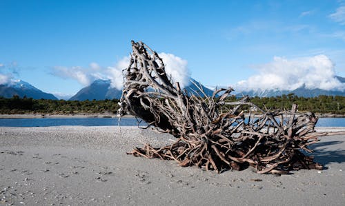 Photograph of Driftwood on the Sand