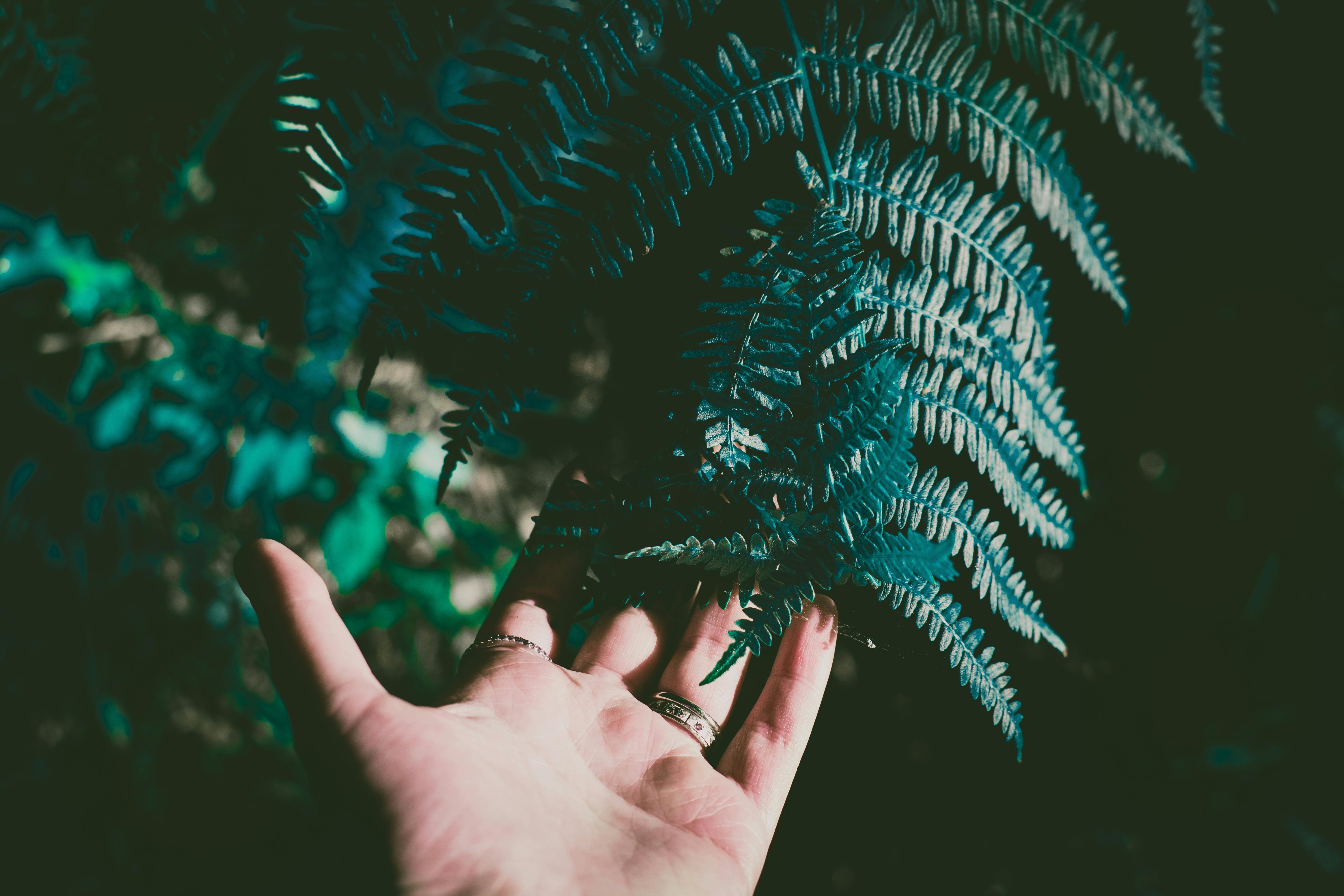 Close-up of a hand touching vibrant green fern leaves outdoors. Captures natural beauty and curiosity.