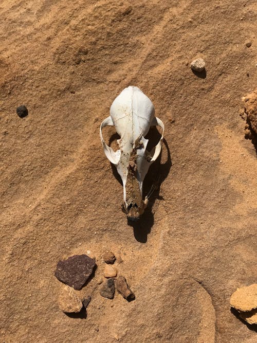 Animal Skull Photos, Download The BEST Free Animal Skull Stock Photos & HD Images Animal Skull Photos, Download The BEST Free Animal Skull Stock Photos & HD Images