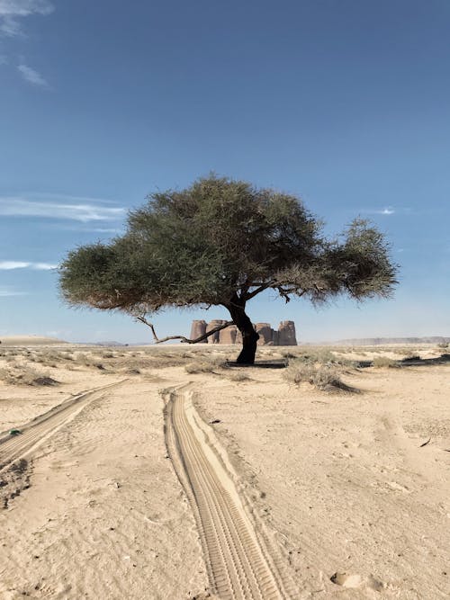 Foto profissional grátis de areia, árvore, calor