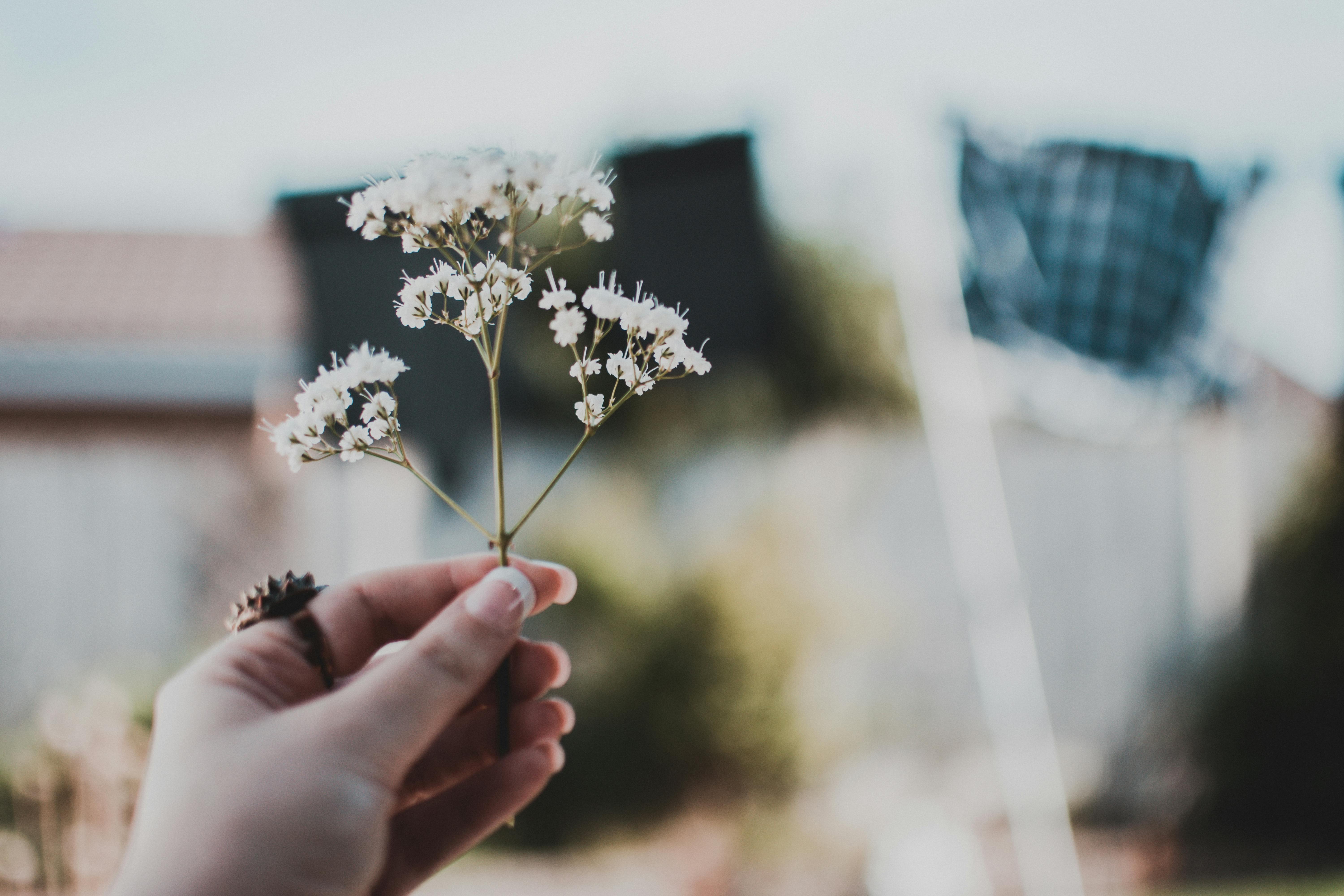 शतावरी जड़ और पाउडर का दृश्य, महिला स्वास्थ्य के लिए आयुर्वेदिक उपचार