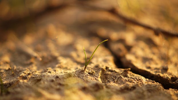 Close-up of a small green plant sprouting from cracked, dry soil under sunlight.