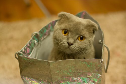 종이 봉지에 귀여운 스코티시 폴드 고양이