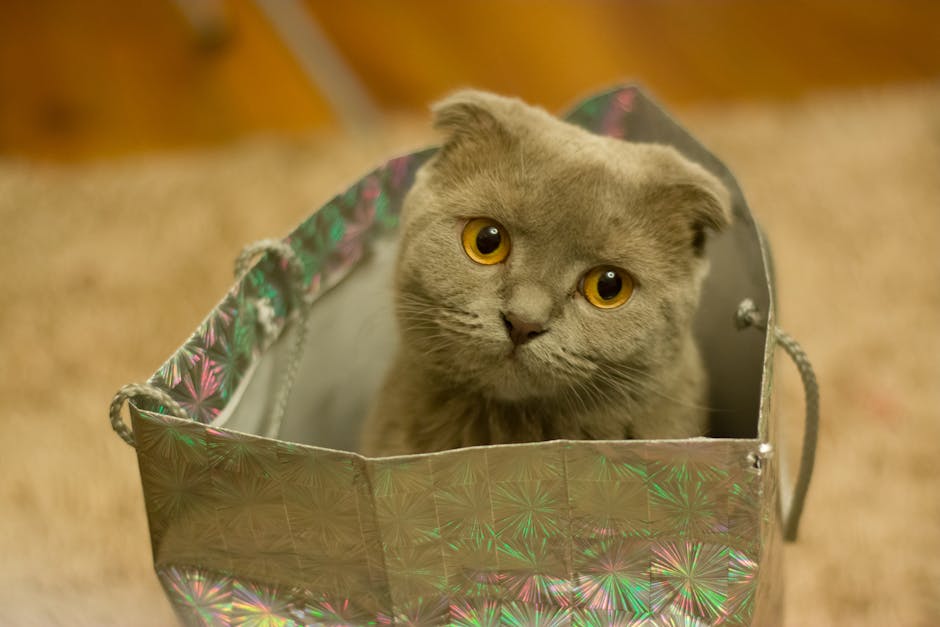 Grey Kitten on Silver Paper Bag